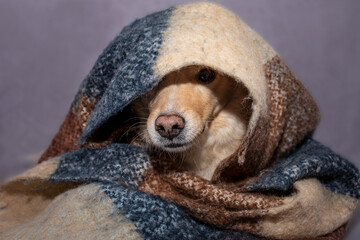 cute dog in a warm blanket