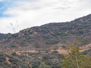 Horse back riding in Hollywood Hills trail