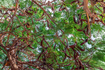 Large dry pods of the Delonix regia tree among green foliage in Tenerife, Spain. Brown green...