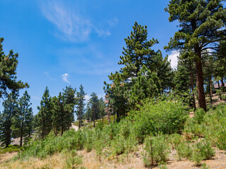 Sunny view of the landscape in Big bear lake area