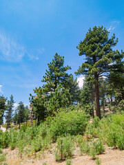Fototapeta premium Sunny view of the landscape in Big bear lake area