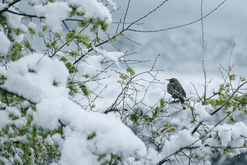 bird in the snow
