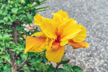 Fototapeta premium Yellow orange double hibiscus flower closeup. Blooming stem of an exotic plant isolated on a gray paved background outdoors. Flora of the Canary Islands