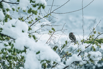 bird in the snow
