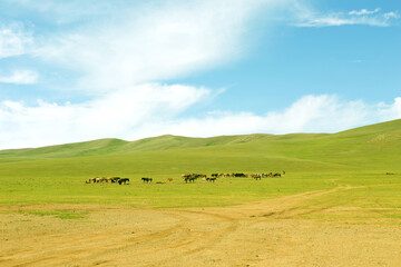 Obraz premium Herd of horses in the pasture in the steppe