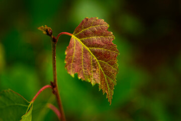 red leaf in autumn