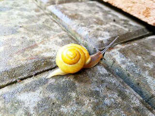 A snail, with a yellow shell, crawling along the edge of a concrete pavement, rear view