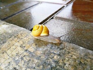 A snail, with a yellow shell, crawling along the edge of the concrete