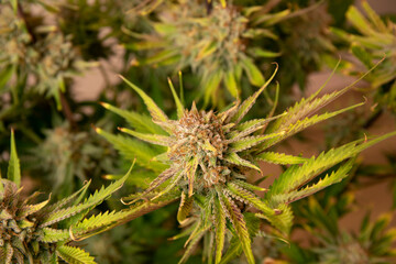 Large buds on hemp plants soon to be harvested for medical production