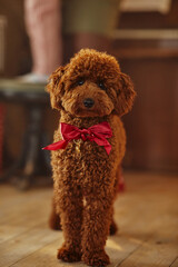 Adorable red poodle standing and posing