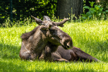 Fototapeta na wymiar European Moose, Alces alces, also known as the elk
