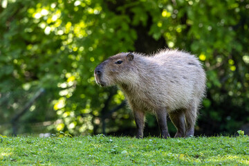 Capybara, Hydrochoerus hydrochaeris grazing on fresh green grass
