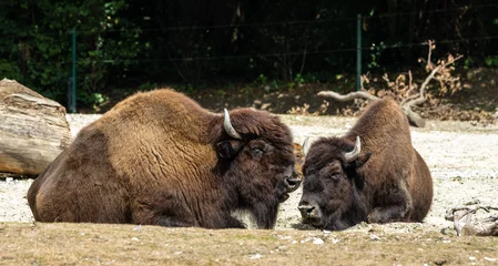 Papier Peint photo autocollant Bison American buffalo known as bison, Bos bison in a german park