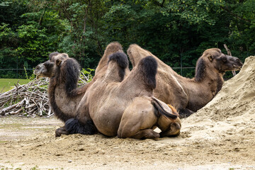 Bactrian camel, Camelus bactrianus in a german park