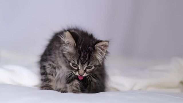 gray striped kitten grooming itself. cat licking paws. Cozy home background with funny pet.