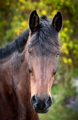 Obraz premium portrait of a horse 