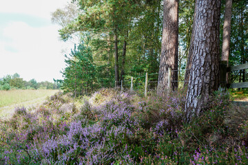Obraz premium Pink and purple heather in the countryside