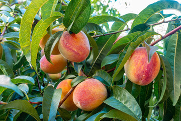 Homegrown peaches, growing on a lemon tree in a garden, ripe and ready to pick.
