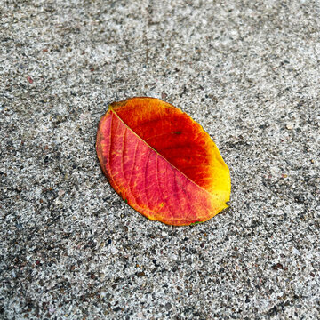 fall leaf on the ground