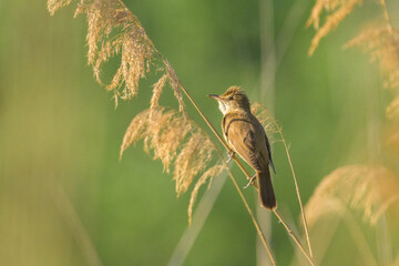 A Great Reed Warbler sitting on reed and singing