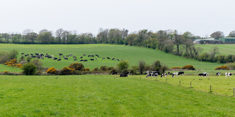 Cows graze in a green meadow. The green hills of Ireland. A picturesque rural area in the south of the island of Ireland. Farmland. Green grass field under sky. Green grass field with trees.