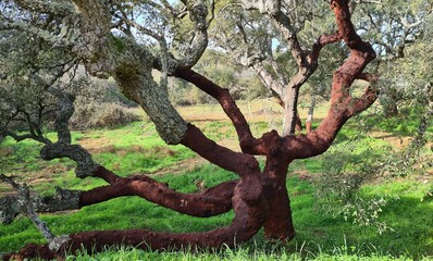 Fototapeta na wymiar Cork oak at the time of uncorking