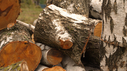 Fototapeta premium a split birch trunk. a lot of sawdust on the ground. harvesting firewood for heating in winter. parts of a large tree on the grass. the work of a lumberjack