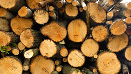 harvesting firewood, stacked wooden logs. sawn tree trunk. wood is dried for heating. renewable energy source.