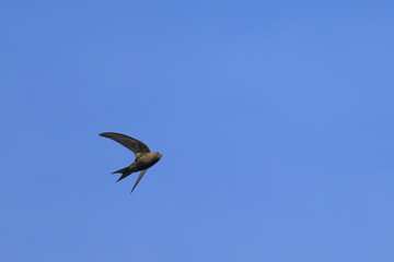 A common swift in flight blue sky