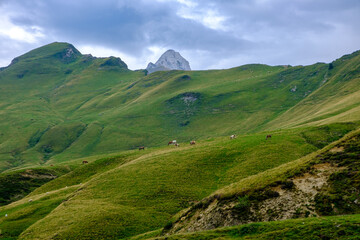 Pecore al pascolo e cavalli allo stato brado sul Colle d'Aubisque, Francia, Pirenei Atlantici