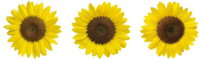 Foto auf Alu-Dibond sunflowers clipart png © JMBee Studio