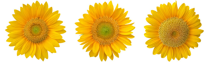sunflowers clipart png