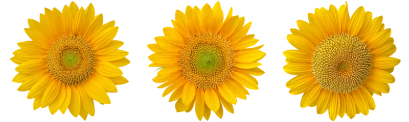 Rolgordijnen sunflowers clipart png © JMBee Studio