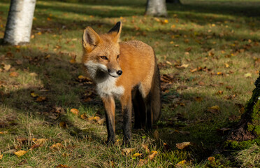 Closeup of a Wild Red Fox in a Forest