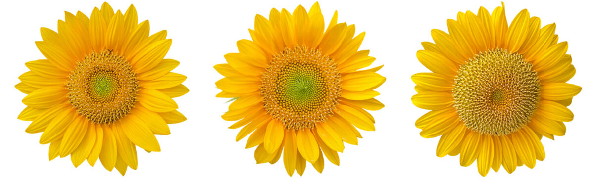 Sunflowers Clipart Png