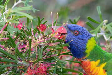Rainbow lorikeet feeding on flowers, Sydney, Australia