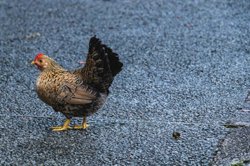 rooster defecated on the road