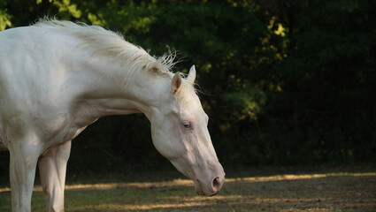 Young white horse closeup during summer on farm outdoors.