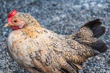 chicken/jungle fowl (White)
