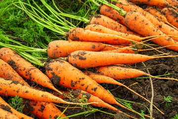 ripe carrots harvested at a vegetable farm. carrot harvest, carrot cultivation concept