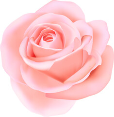 Elegant 3D realistic pink rose flower