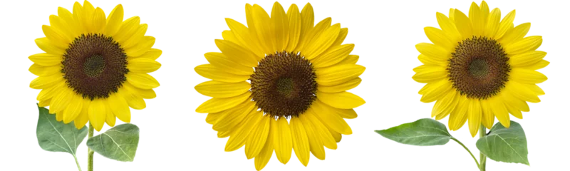 Selbstklebende Fototapeten sunflowers clipart png © JMBee Studio
