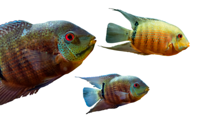 Plano de cerca de pescados exoticos salvajes de rio.