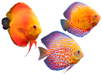 Plano de cerca de pescados exoticos salvajes de rio.