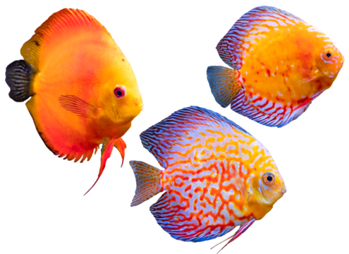 Plano de cerca de pescados exoticos salvajes de rio.