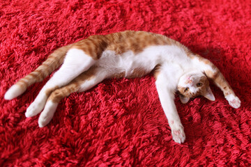 赤いカーペットにバンザイをして横たわる猫