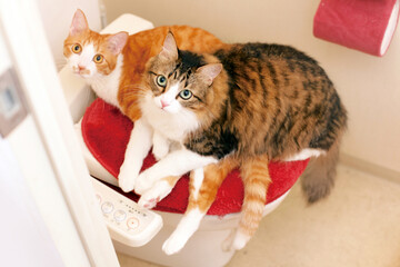 暖かいトイレの上で寛ぐ2匹の猫