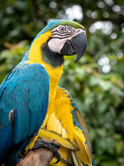 blue and yellow macaw Ara ararauna