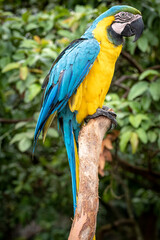 blue and yellow macaw Ara ararauna