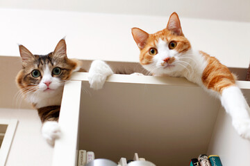 本棚の上でおもちゃ見つめる2匹の猫